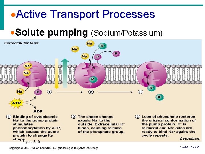 ·Active Transport Processes ·Solute pumping (Sodium/Potassium) Figure 3. 10 Copyright © 2003 Pearson Education,