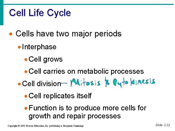 Cell Life Cycle · Cells have two major periods · Interphase · Cell grows