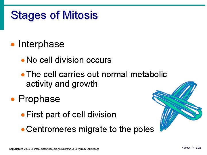 Stages of Mitosis · Interphase · No cell division occurs · The cell carries