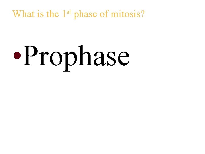 What is the 1 st phase of mitosis? • Prophase 