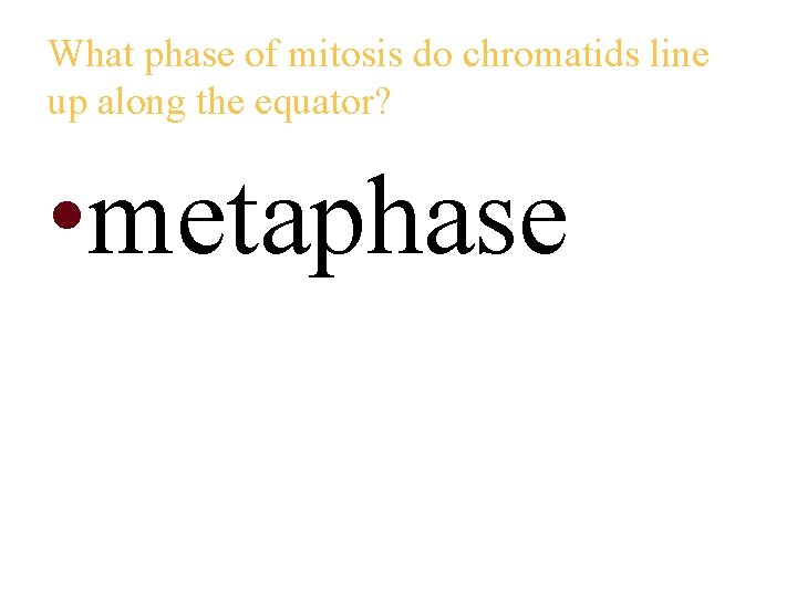 What phase of mitosis do chromatids line up along the equator? • metaphase 