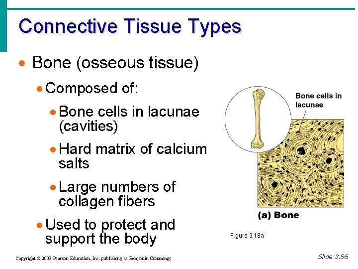 Connective Tissue Types · Bone (osseous tissue) · Composed of: · Bone cells in