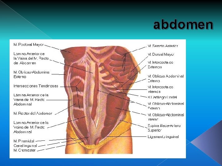 abdomen 