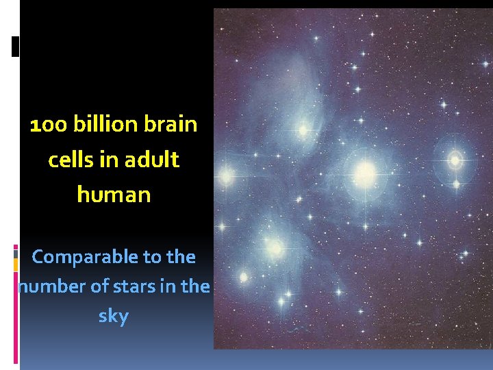 100 billion brain cells in adult human Comparable to the number of stars in