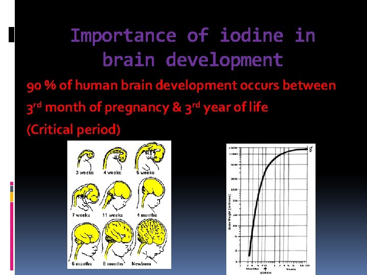 Importance of iodine in brain development 90 % of human brain development occurs between
