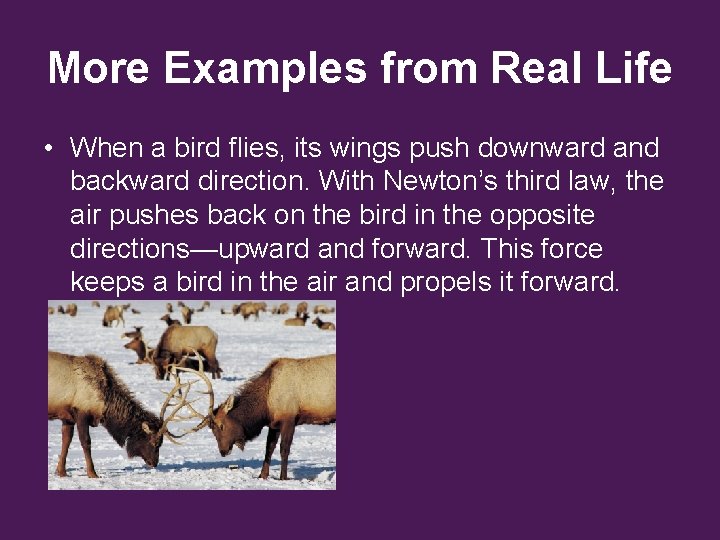 More Examples from Real Life • When a bird flies, its wings push downward More Examples from Real Life • When a bird flies, its wings push downward