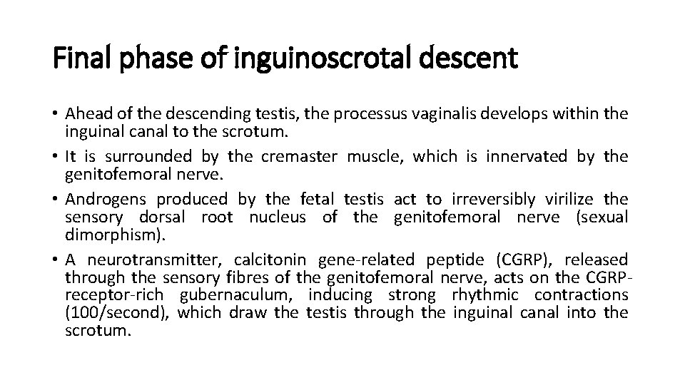 Final phase of inguinoscrotal descent • Ahead of the descending testis, the processus vaginalis