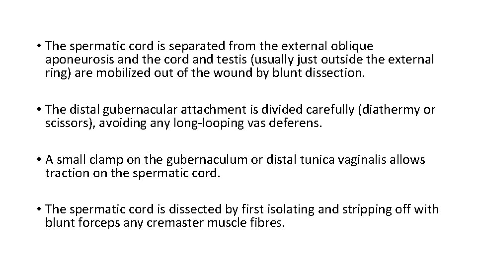  • The spermatic cord is separated from the external oblique aponeurosis and the