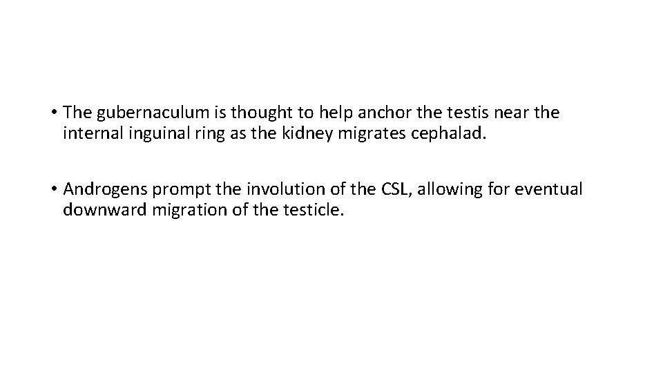  • The gubernaculum is thought to help anchor the testis near the internal