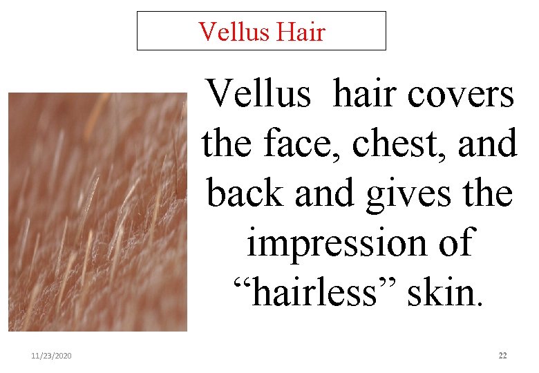 Vellus Hair Vellus hair covers the face, chest, and back and gives the impression