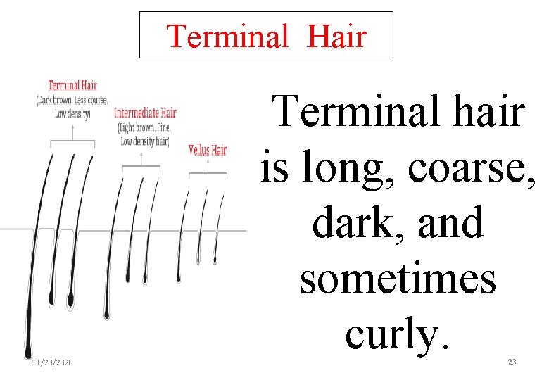 Terminal Hair 11/23/2020 Terminal hair is long, coarse, dark, and sometimes curly. 23 