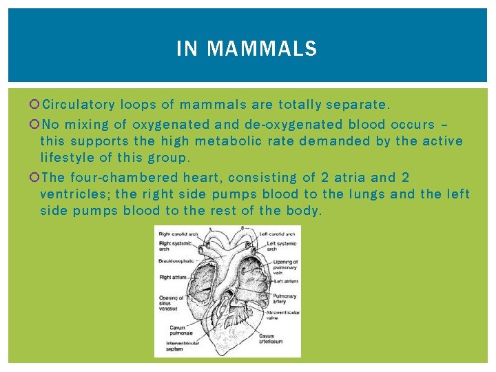 IN MAMMALS Circulatory loops of mammals are totally separate. No mixing of oxygenated and