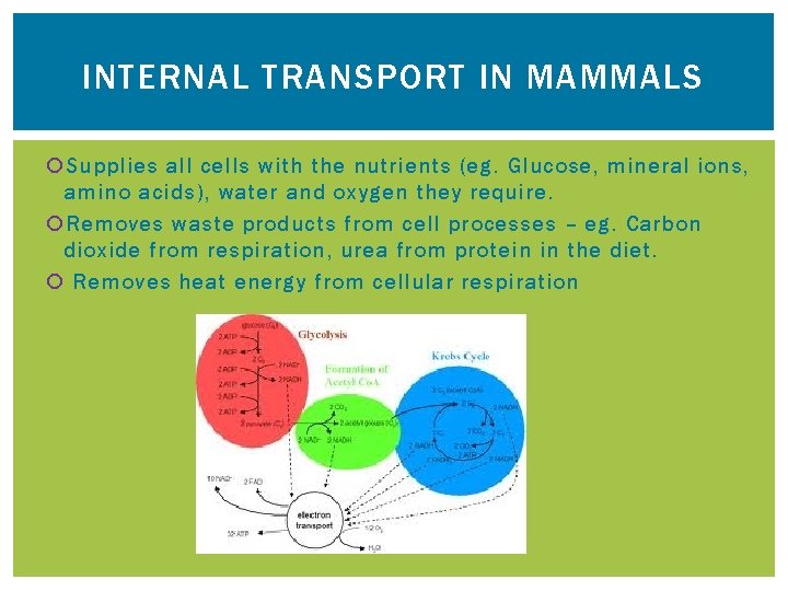 INTERNAL TRANSPORT IN MAMMALS Supplies all cells with the nutrients (eg. Glucose, mineral ions,