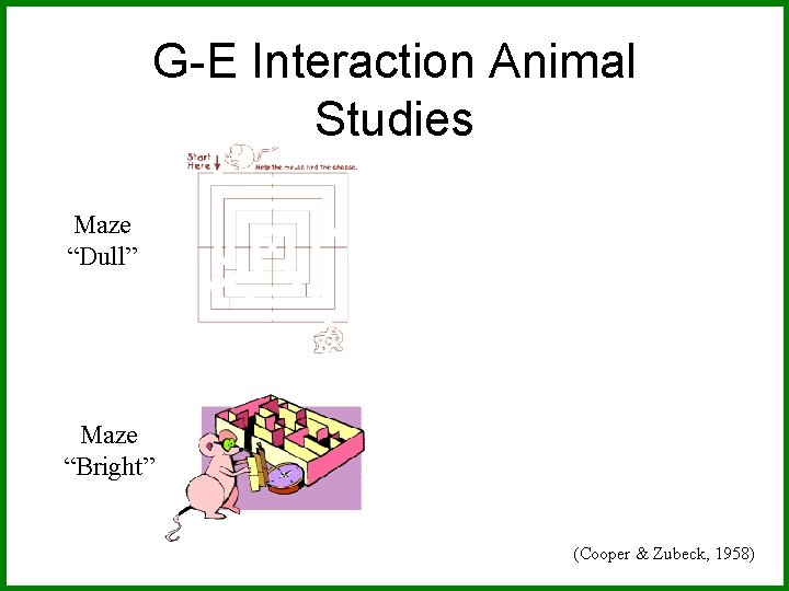 G-E Interaction Animal Studies Maze “Dull” Maze “Bright” (Cooper & Zubeck, 1958) 