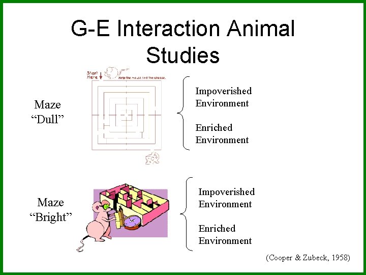G-E Interaction Animal Studies Maze “Dull” Maze “Bright” Impoverished Environment Enriched Environment (Cooper &