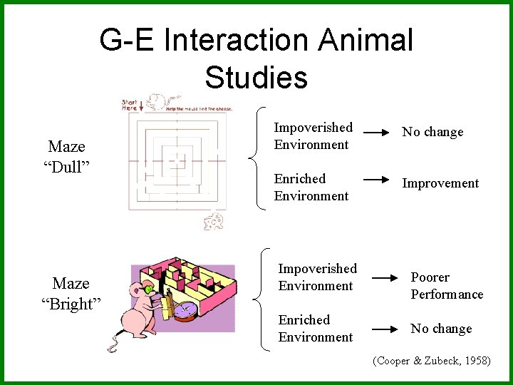 G-E Interaction Animal Studies Maze “Dull” Maze “Bright” Impoverished Environment No change Enriched Environment