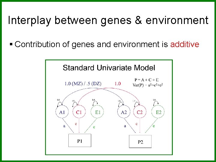 Interplay between genes & environment § Contribution of genes and environment is additive 