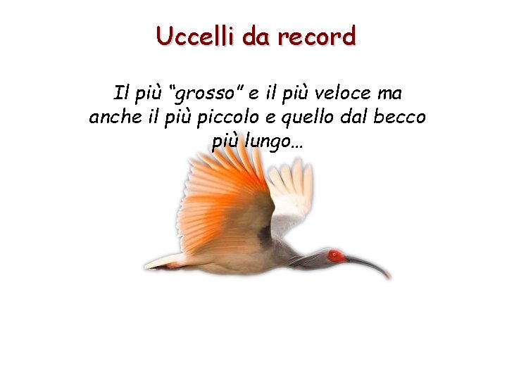 Uccelli da record Il più “grosso” e il più veloce ma anche il più