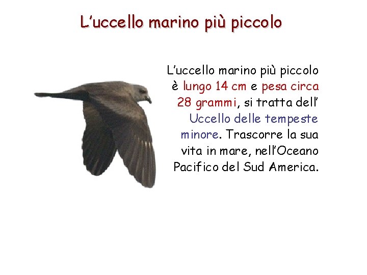 L’uccello marino più piccolo è lungo 14 cm e pesa circa 28 grammi, si