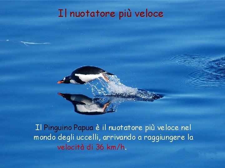 Il nuotatore più veloce Il Pinguino Papua è il nuotatore più veloce nel mondo