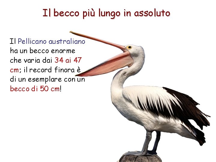 Il becco più lungo in assoluto Il Pellicano australiano ha un becco enorme che