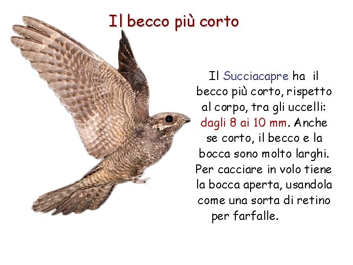 Il becco più corto Il Succiacapre ha il becco più corto, rispetto al corpo,