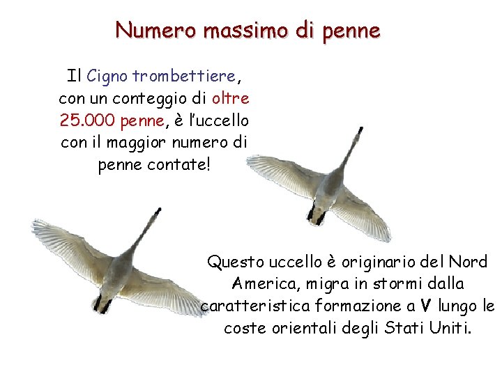 Numero massimo di penne Il Cigno trombettiere, con un conteggio di oltre 25. 000