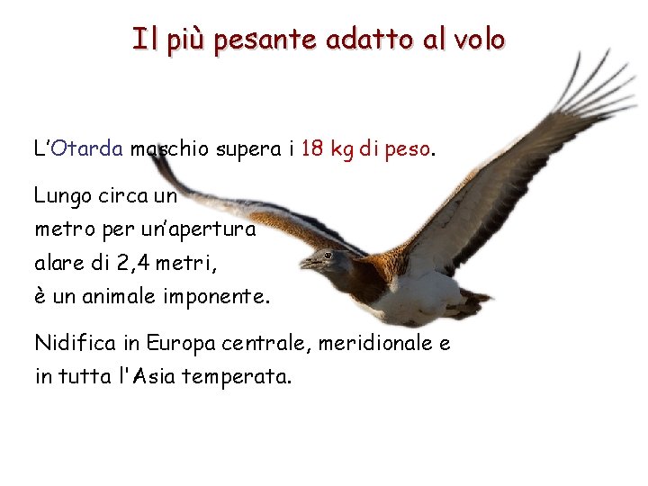 Il più pesante adatto al volo L’Otarda maschio supera i 18 kg di peso.