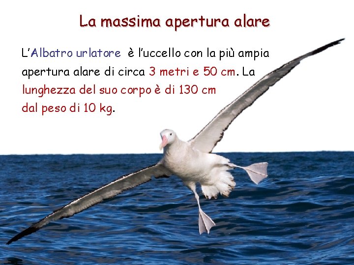 La massima apertura alare L’Albatro urlatore è l’uccello con la più ampia apertura alare