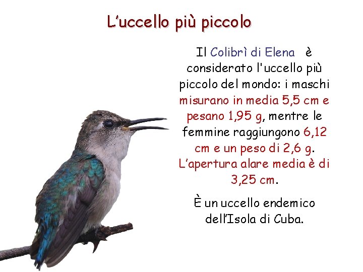 L’uccello più piccolo Il Colibrì di Elena è considerato l'uccello più piccolo del mondo: