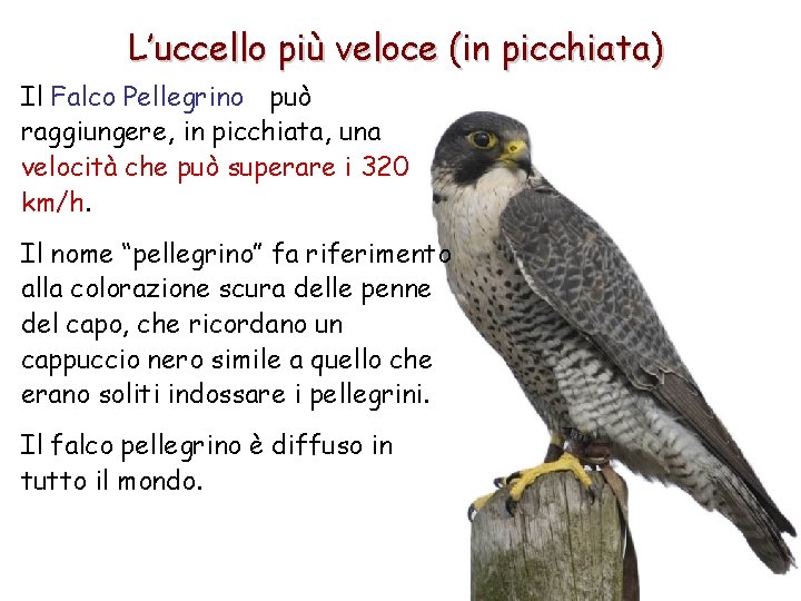 L’uccello più veloce (in picchiata) Il Falco Pellegrino può raggiungere, in picchiata, una velocità