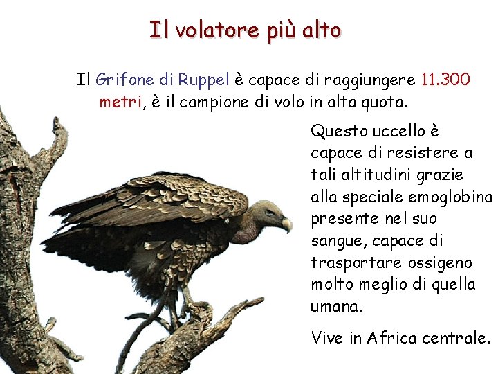 Il volatore più alto Il Grifone di Ruppel è capace di raggiungere 11. 300