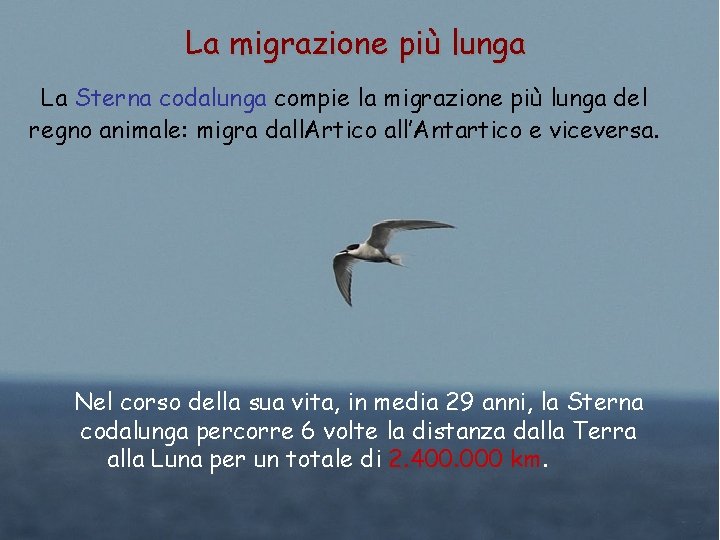 La migrazione più lunga La Sterna codalunga compie la migrazione più lunga del regno