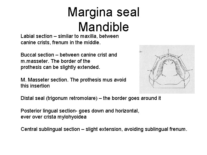 Margina seal Mandible Labial section – similar to maxilla, between canine crists, frenum in