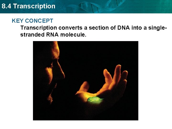 8. 4 Transcription KEY CONCEPT Transcription converts a section of DNA into a singlestranded