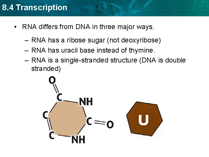 8. 4 Transcription • RNA differs from DNA in three major ways. – RNA