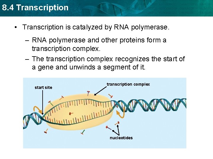 8. 4 Transcription • Transcription is catalyzed by RNA polymerase. – RNA polymerase and