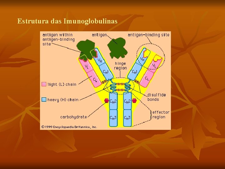 Estrutura das Imunoglobulinas 