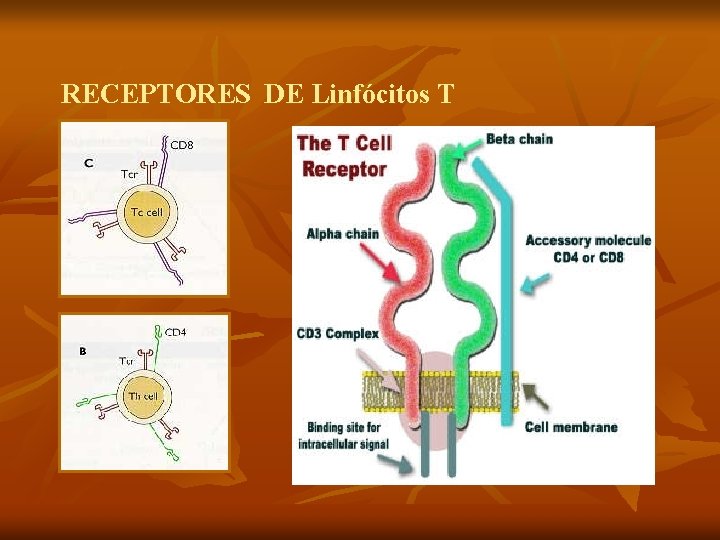 RECEPTORES DE Linfócitos T 