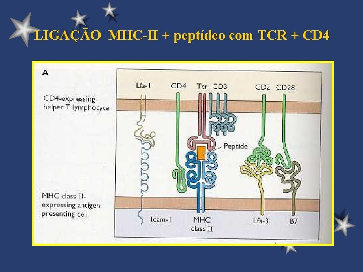 LIGAÇÃO MHC-II + peptídeo com TCR + CD 4 