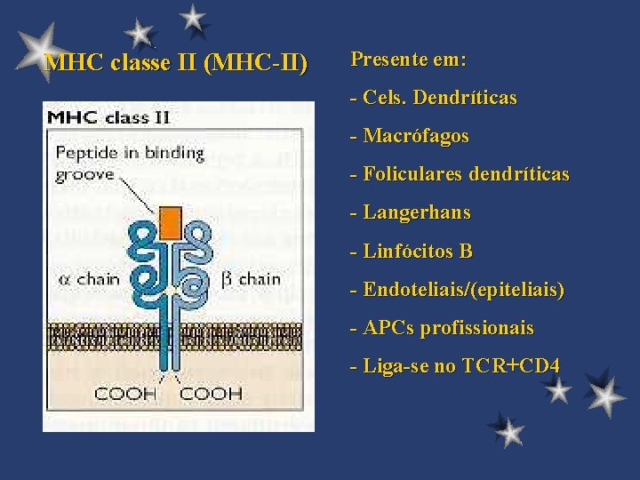 MHC classe II (MHC-II) Presente em: - Cels. Dendríticas - Macrófagos - Foliculares dendríticas