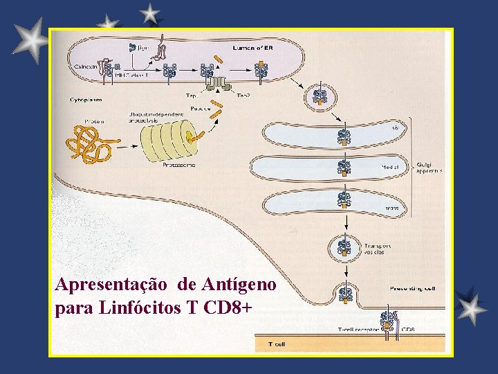 Apresentação de Antígeno para Linfócitos T CD 8+ 