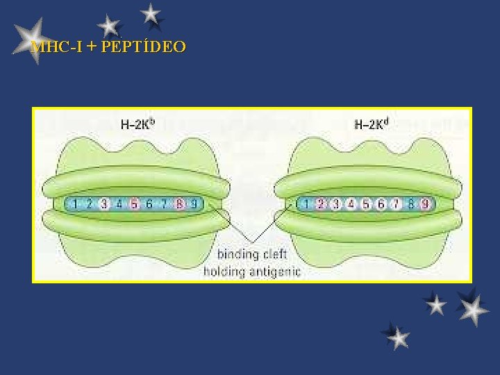 MHC-I + PEPTÍDEO 