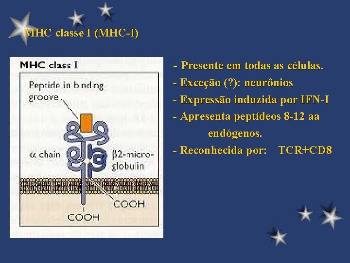 MHC classe I (MHC-I) - Presente em todas as células. - Exceção (? ):