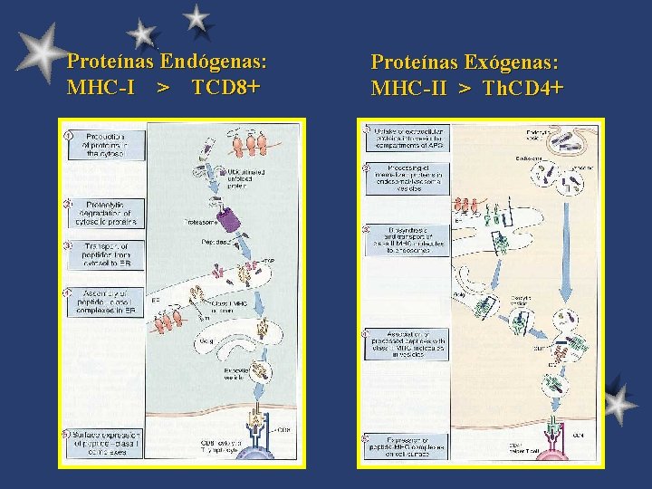 Proteínas Endógenas: MHC-I > TCD 8+ Proteínas Exógenas: MHC-II > Th. CD 4+ 