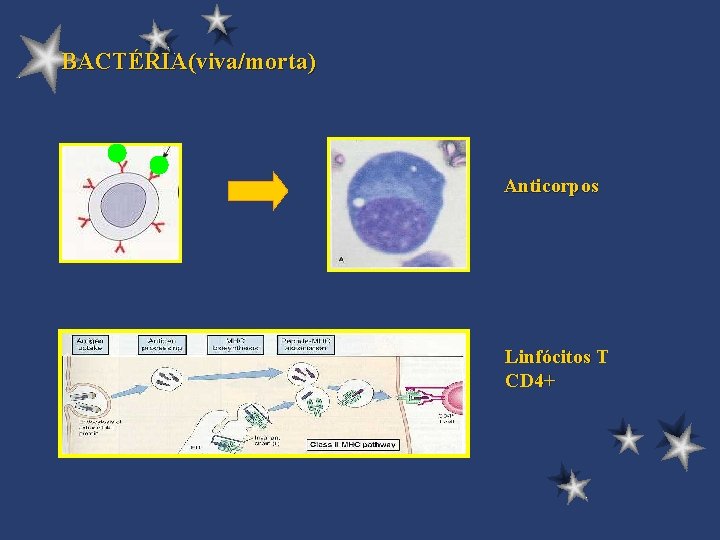 BACTÉRIA(viva/morta) Anticorpos Linfócitos T CD 4+ 