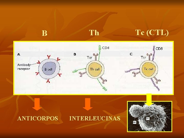 B ANTICORPOS Th INTERLEUCINAS Tc (CTL) 