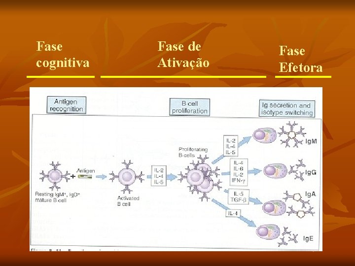 Fase cognitiva Fase de Ativação Fase Efetora 