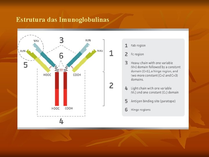 Estrutura das Imunoglobulinas 