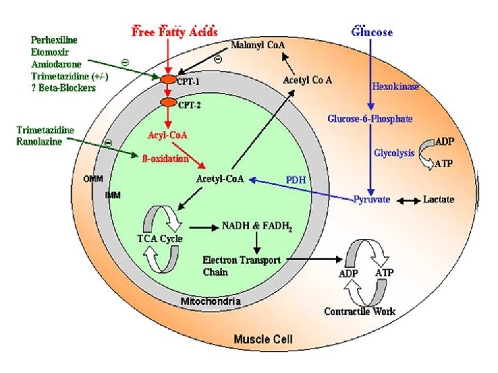 RANOLAZINE A Piperazine Derivative 